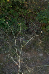 Nigella nigellastrum