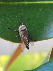 Tabanidae
