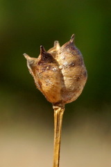Nigella nigellastrum