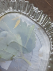 Phaneroptera falcata