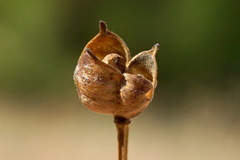Nigella nigellastrum