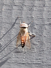 Tabanidae