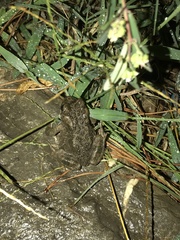 Bufotes viridis sitibundus
