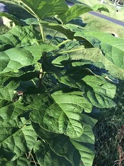 Catalpa speciosa