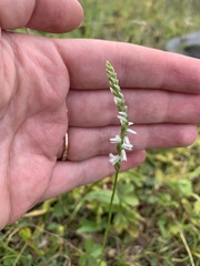 Spiranthes lacera