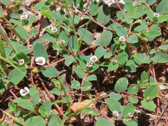 Euphorbia albomarginata