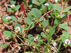 Euphorbia albomarginata