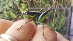 Eupholidoptera chabrieri