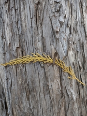 Cupressus nootkatensis