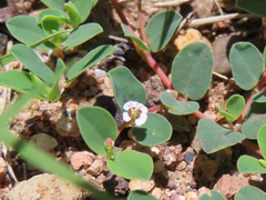 Euphorbia albomarginata