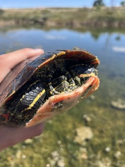 Chrysemys picta bellii