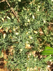 Asparagus acutifolius