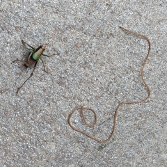 Eupholidoptera chabrieri