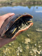 Chrysemys picta bellii