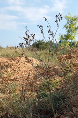 Tragopogon dasyrhynchus