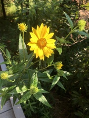 Helianthus