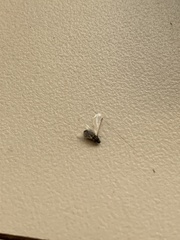 Pterygota