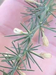 Asparagus acutifolius