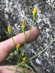 Bidens tenuisecta