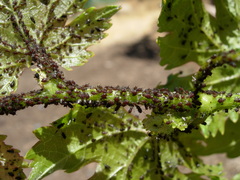 Aphis illinoisensis