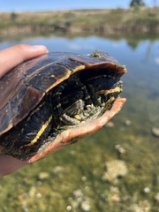 Chrysemys picta bellii
