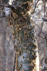 Commiphora