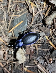Carabus problematicus