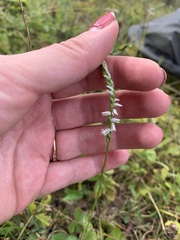 Spiranthes lacera