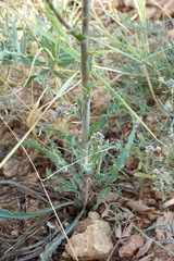 Tragopogon dasyrhynchus