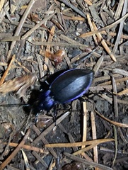 Carabus problematicus