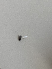 Pterygota