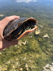 Chrysemys picta bellii