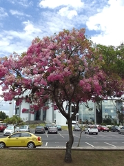 Chionanthus pubescens