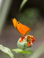 Dryas iulia