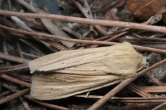 Ichneutica semivittata
