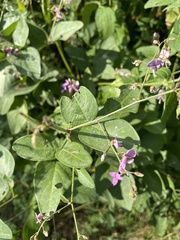 Desmodium