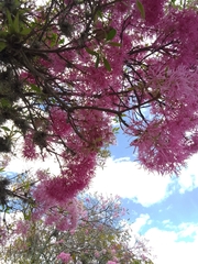 Chionanthus pubescens