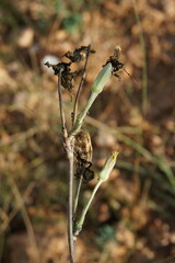 Tragopogon dasyrhynchus