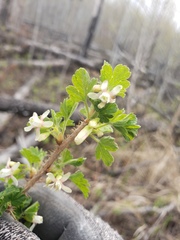 Ribes oxyacanthoides