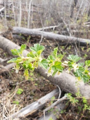 Ribes oxyacanthoides