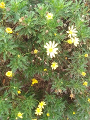 Euryops