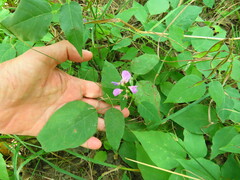 Desmodium cuspidatum