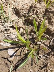 Achillea alpina