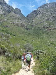 Leucospermum conocarpodendron