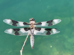 Libellula forensis