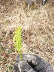 Equisetum sylvaticum