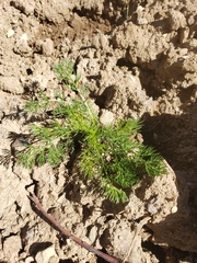 Tripleurospermum inodorum