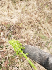Equisetum sylvaticum