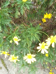 Euryops