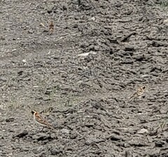 Calcarius lapponicus